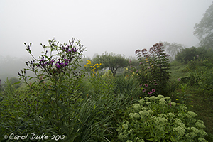 July Garden