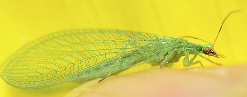 Lacewing