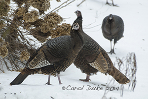 Wild Turkeys