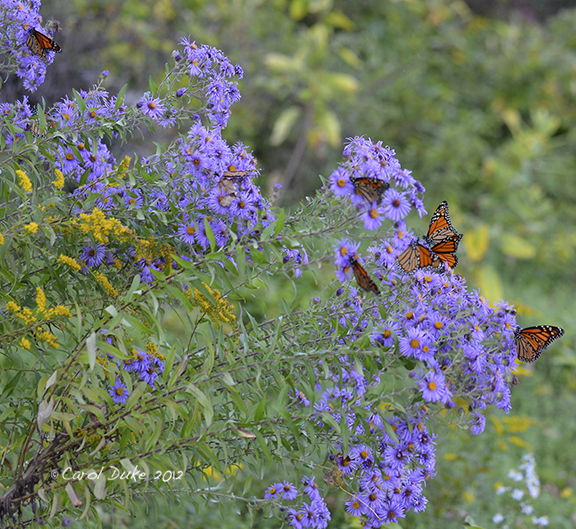 Flowers of Flower Hill Farm