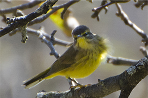 Palm Warbler