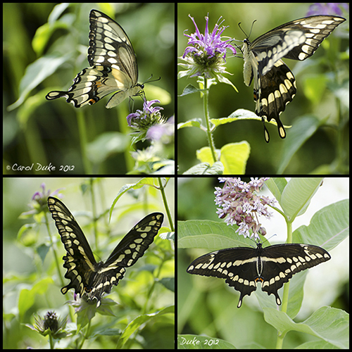 Giant Swallowtails at Flower Hill Farm 