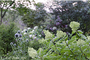 Garden Walks