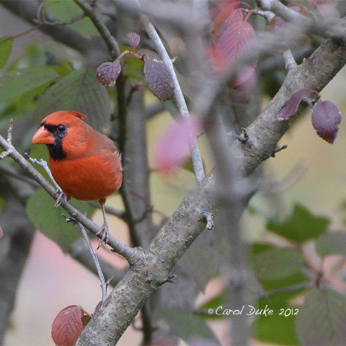 Northern Cardinal