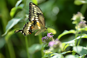 Giant Swallowtail
