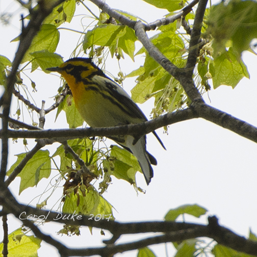 Blackburnian Warbler (Setophaga fusca)