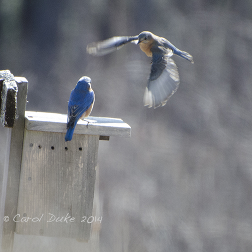 Bluebirds
