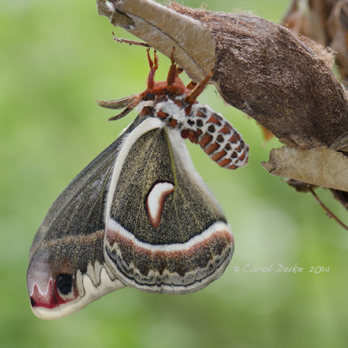 Male Cecropia silkmoth and cocoon