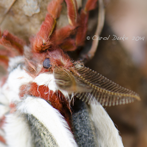 Male Cecropia silkmoth