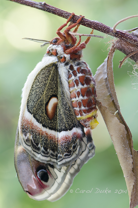 Female Cecropia silkmoth
