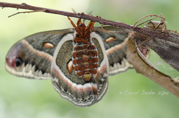 Female Cecropia silkmoth