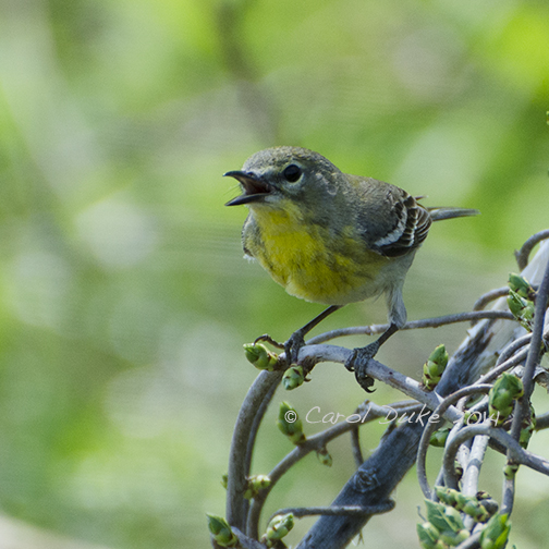 Female Yellow-throat Vireo or Magnolia Warbler