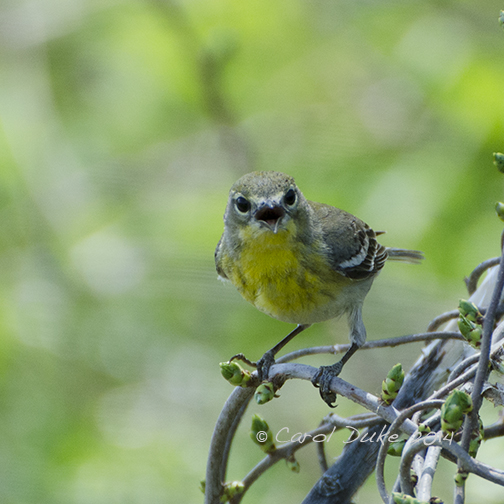 DSC_2874 web1