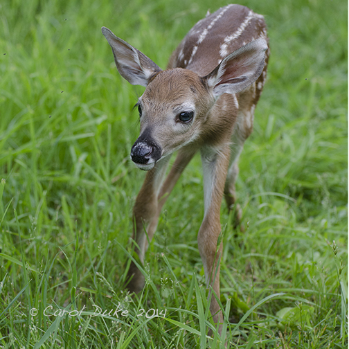 White-tailed Deer