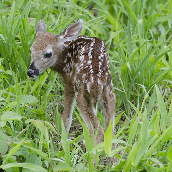 White-tailed Deer