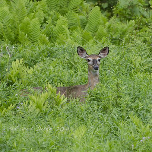 DSC_5501 web1