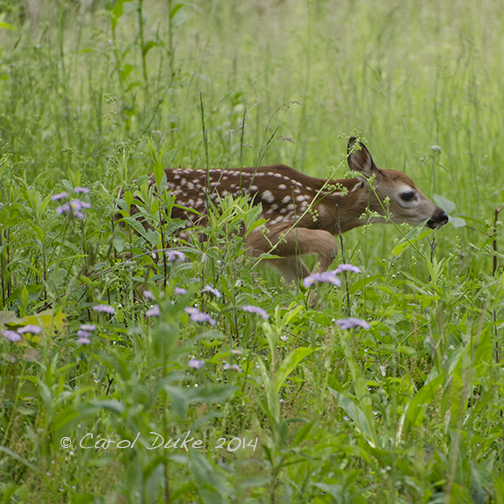 DSC_5548 web1