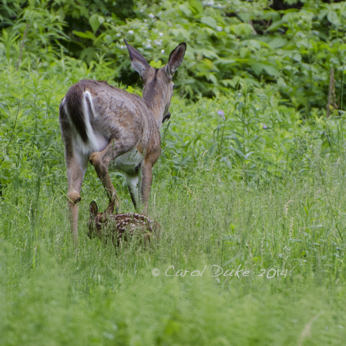 DSC_5573 web11