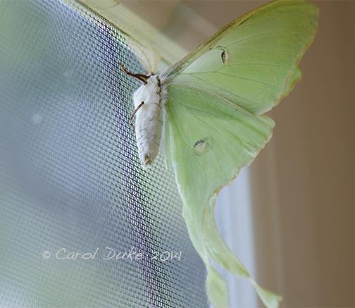 Luna Moth