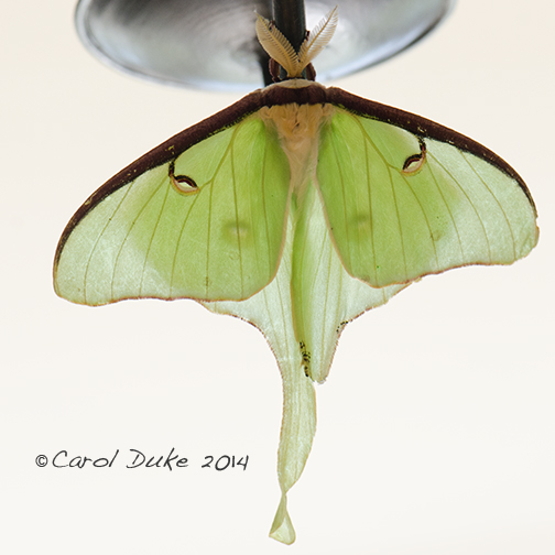 Luna Moth