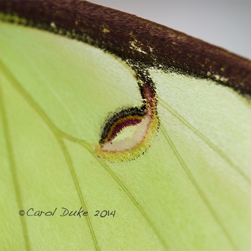 Luna Moth