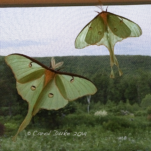 Luna Moth