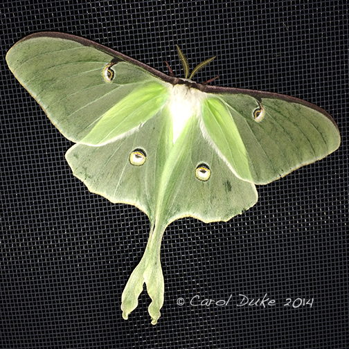 Luna Moth