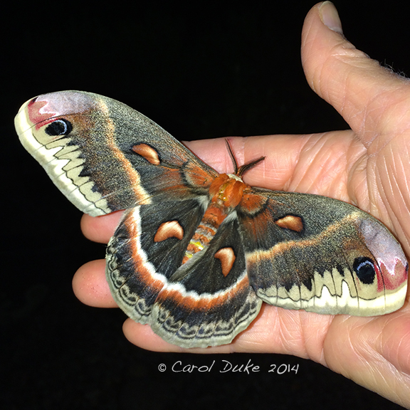 Female Cecropia Moth