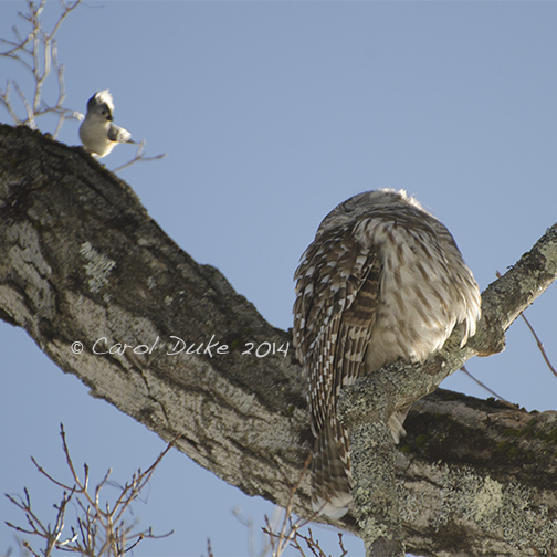 Barred Owl (Strix varia) and Tufted Titmouse