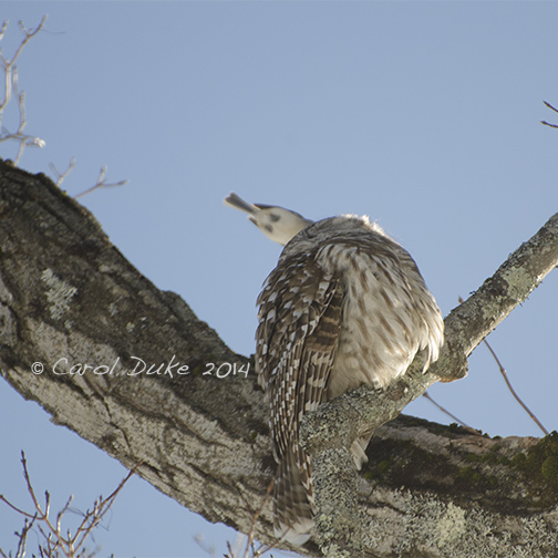 Barred Owl (Strix varia)