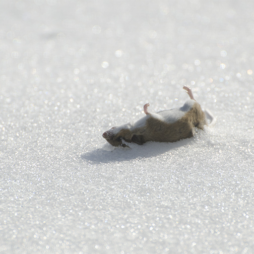 Field mouse