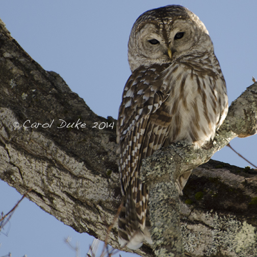 Barred Owl (Strix varia)