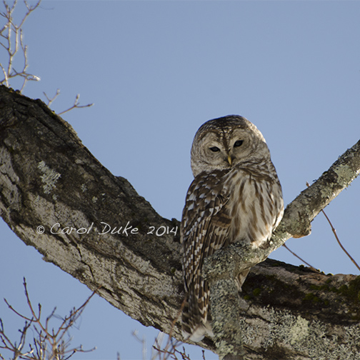 Barred Owl (Strix varia)