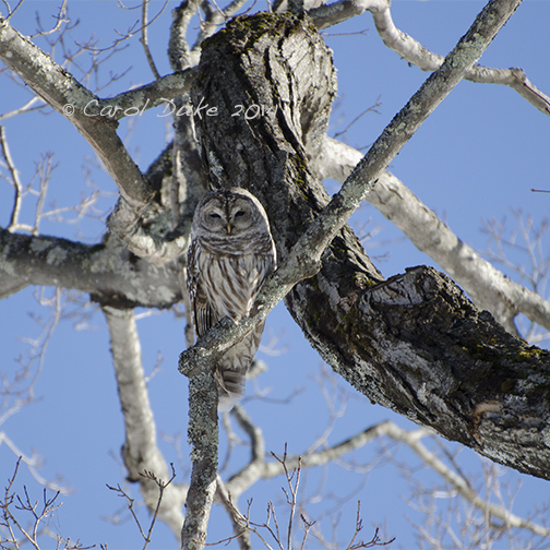Barred Owl (Strix varia)