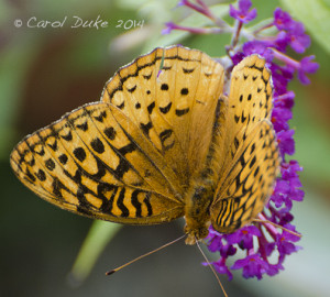 Great Spangled Fritillary