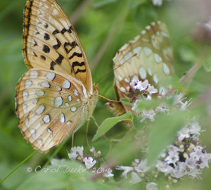 Great Spangled Fritillary