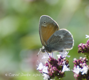 Common Ringlet