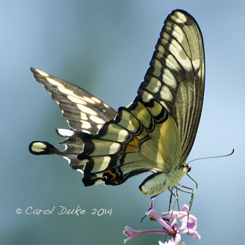 Giant Swallowtail Butterfly