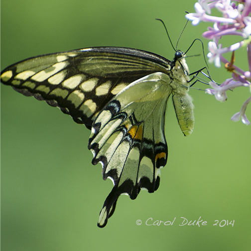 Giant Swallowtail