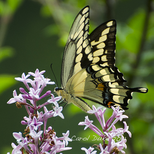 Giant Swallowtail Butterfly