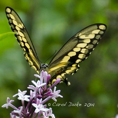 Giant Swallowtail Butterfly