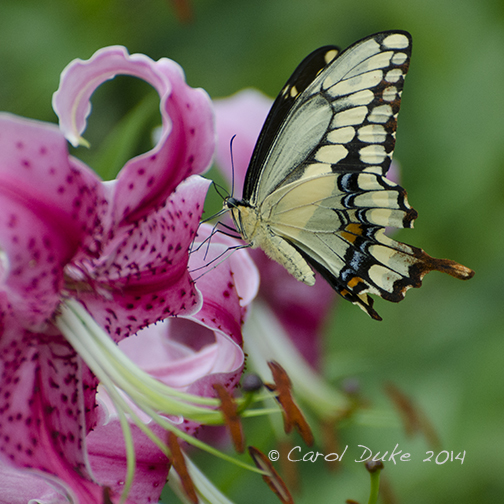 Giant Swallowtail Butterfly