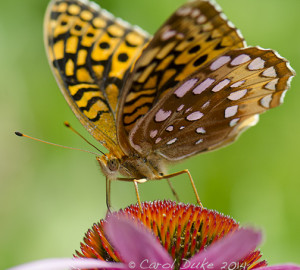 Great Spangled Fritillary