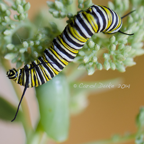 Monarch Butterfly Metamorphosis