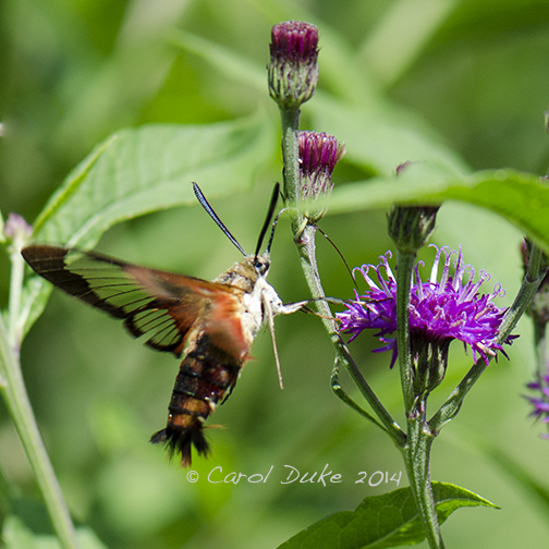 Hummingbird Clearwing Moth (Hemaris thysbe)