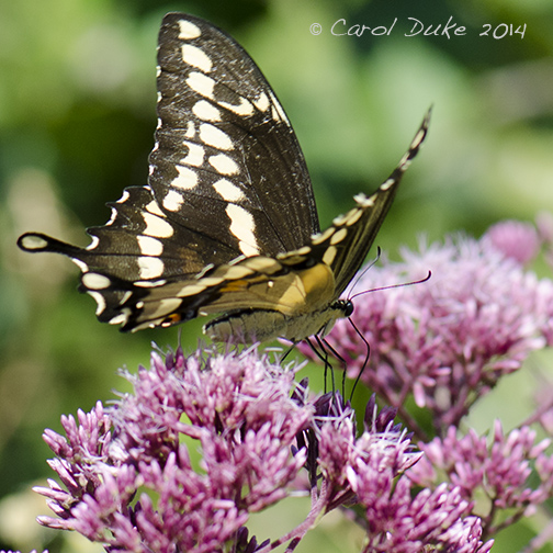 Giant Swallowtail Butterfly