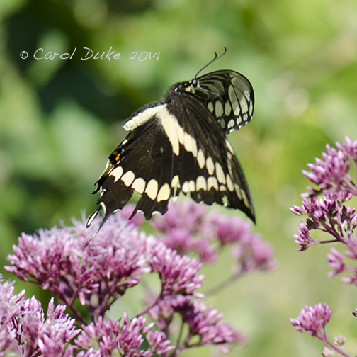 Giant Swallowtail Butterfly