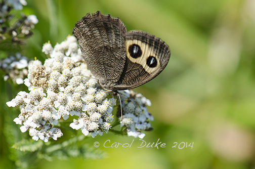 Common Wood Nymph