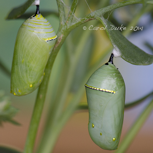 Monarch Butterfly Metamorphosis