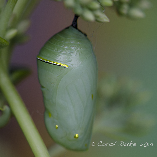 Monarch Butterfly Metamorphosis